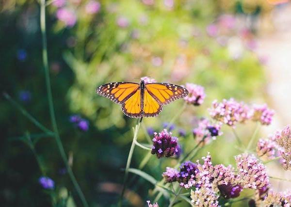 Butterfly and pollinator gardens: Creating a haven for beneficial insects