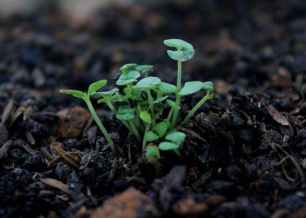 The Secret Life of Soil: Enhancing Your Garden's Foundation