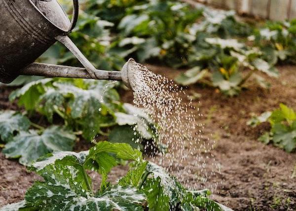 Water-wise gardening techniques for conserving resources