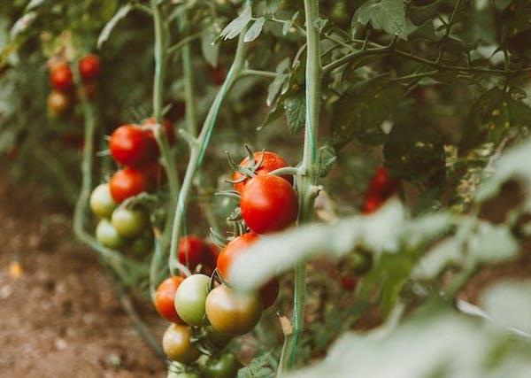 The role of gardening in food security and sustainable living
