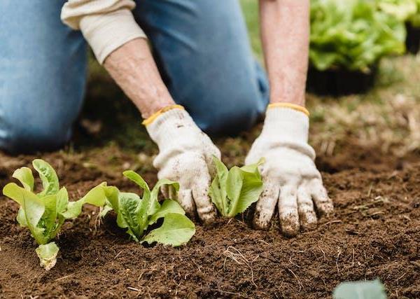 Organic gardening techniques: Tips for natural pest control and fertilization