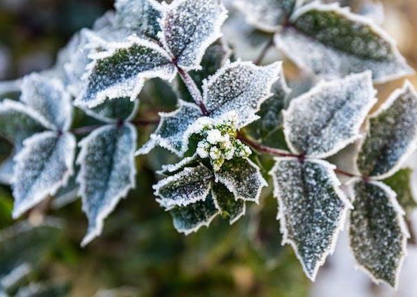 Winter gardening - Keep your green thumb busy in colder months